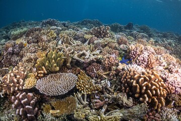 Great Barrier Reef Underwater adventure explore coral fish Australia scuba diving