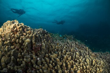 Great Barrier Reef Underwater adventure explore coral fish Australia scuba diving