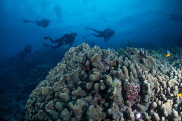 Great Barrier Reef Underwater adventure explore coral fish Australia scuba diving