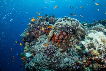 Great Barrier Reef Underwater adventure explore coral fish Australia scuba diving