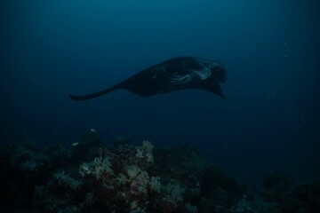 Naklejka premium Manta ray underwater ocean beautiful black white blue 