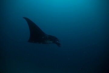 Manta ray underwater ocean beautiful black white blue 