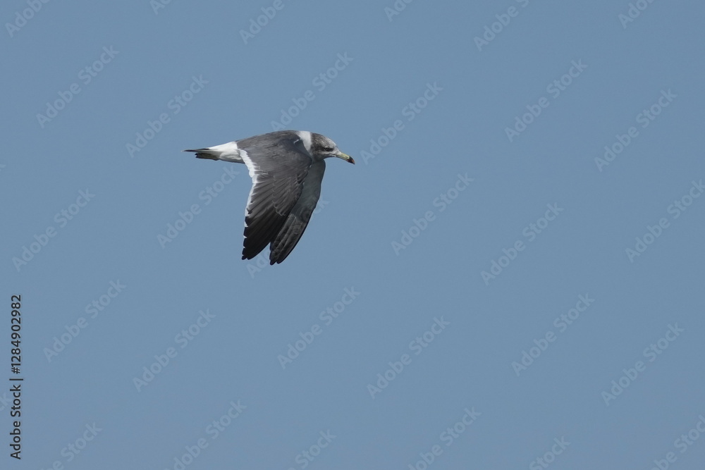 Poster seagull in a sea