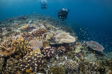 Great Barrier Reef Underwater adventure explore coral fish Australia scuba diving