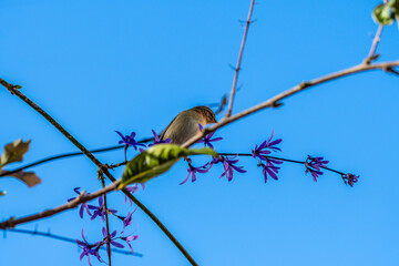 Phylloscopus canariensis pertenece a la familia de	Phylloscopidae. 