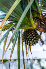 Pandanus utilis pertenece a la familia de Pandanaceae.