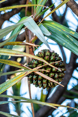 Pandanus utilis pertenece a la familia de Pandanaceae.