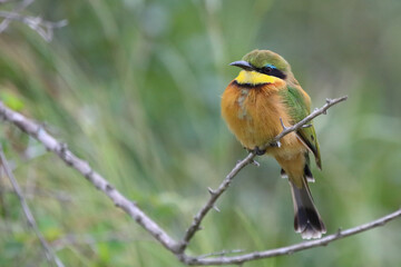 Zwergspint / Little bee-eater / Merops pusillus