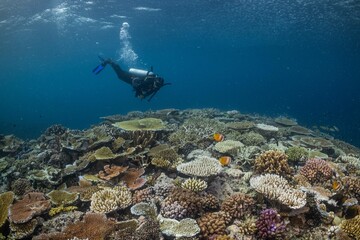 Fototapeta premium Great Barrier Reef Underwater adventure explore coral fish Australia scuba diving