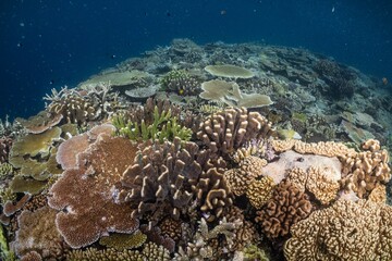 Great Barrier Reef Underwater adventure explore coral fish Australia scuba diving