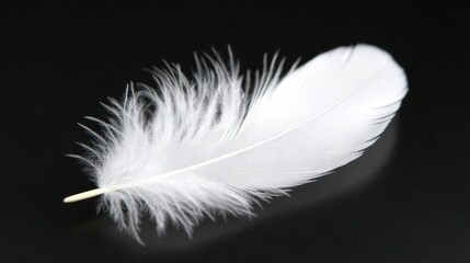 Obraz premium A delicate white feather resting on a deep black background, creating a strong monochrome contrast