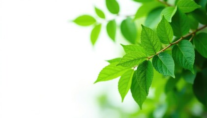 Fototapeta premium Lush green leaves on a tree against a white background, flora, foliage, leafy