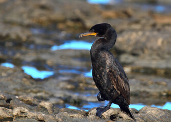 seabirds in Rio Negro province, argentine atlantic coast
