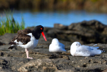 seabirds in Rio Negro province, argentine atlantic coast