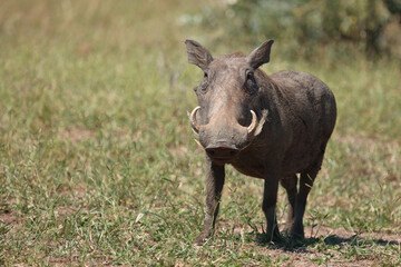 Warzenschwein / Warthog / Phacochoerus africanus..