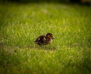 little chicken on grass