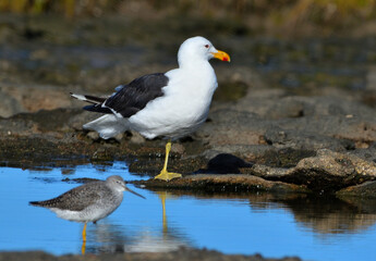 seabirds in Rio Negro province, argentine atlantic coast