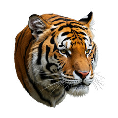 Fototapeta premium tiger head PNG, cutout, Siberian tiger face isolated on white background, cutout 