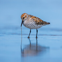  Western Sandpiper (Calidris mauri)