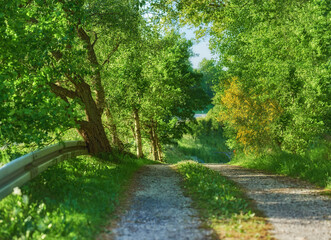 Forest, pathway and landscape with trees, outdoor woods and park with summer ecology. Environment, morning and countryside scenery with ecosystem, wilderness or conservation woodland in Denmark