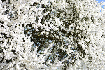 White flowers bloom abundantly on tree branches, creating a beautiful canopy against a bright blue sky in a serene park. The warm sunlight enhances the stunning scenery