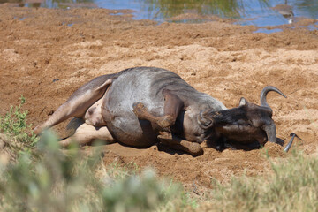 Streifengnu / Blue wildebeest / Connochaetes taurinus