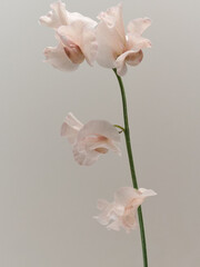 淡いピンク色のスイートピー　sweetpea