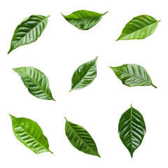 set of green coffee leaves floating in different directions isolated on a white background