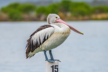 Australian Pelican perching on a boat mooring at Mallacoota Inlet
