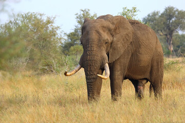 Obraz premium Afrikanischer Elefant / African elephant / Loxodonta africana..