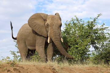 Fototapeta premium Afrikanischer Elefant / African elephant / Loxodonta africana