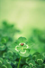 Unique find of a rare lucky four leaf clover with a little red ladybug or ladybird insect. Symbolizing luck, fortune, and prosperity.