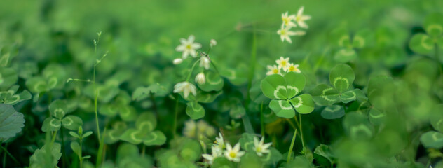 Unique find of a rare lucky four leaf clover in a field of clovers. For St Patrick's Day or symbolizing luck, fortune, and prosperity.