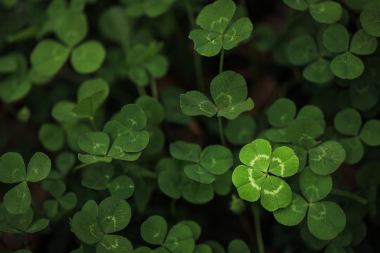 Found a good luck four leaf clover standing out from meadow of green clovers. Unique discovery of a rare 4 leaf clover for St Patricks day charm or to symbolize luck, good fortune, or prosperity.