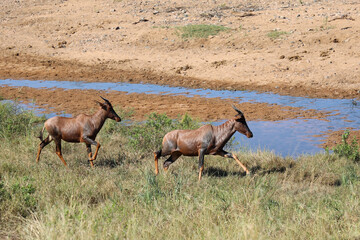 Leierantilope oder Halbmondantilope / Common tsessebe / Damaliscus lunatus.