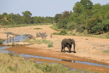 Afrikanischer Elefant und Steppenzebra im Tsendze River/ African elephant  and Burchell's zebra in...