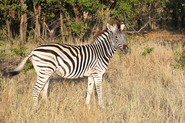 Steppenzebra / Burchell's zebra / Equus quagga burchellii