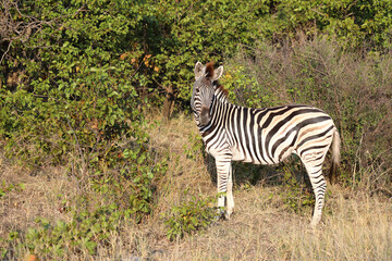 Steppenzebra / Burchell's zebra / Equus quagga burchellii
