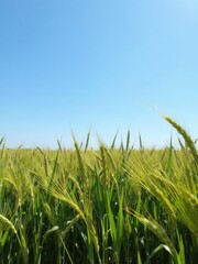 Vibrant green wheat field under clear blue sky on a sunny day, bright, horizon, field