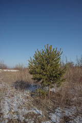 Winter landscape with trees and sun in the sky, beautiful colors , snow and industrial zone, old forest 