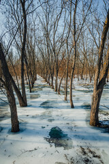 Frozen lake in the forest , swamp in the woodalnds.Winter landscape with frozen lake , beautiful colors in the forest.Ice and ground.Trees grow up through the water floods in forest