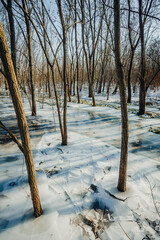 Frozen lake in the forest , swamp in the woodalnds.Winter landscape with frozen lake , beautiful...