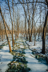 Frozen lake in the forest , swamp in the woodalnds.Winter landscape with frozen lake , beautiful...