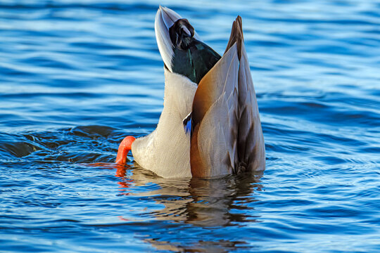 Bottoms up duck