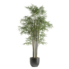 A Tall Potted Bamboo Palm Plant with Wide Long Green Leaves Isolated on Transparent Background