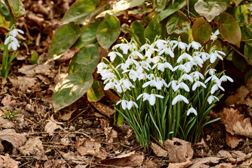 Botany, ecology and growth with flowers in garden for horticulture or spring landscaping. Background, nature and plants with galanthus nivalis growing outdoor in backyard for botanical vegetation