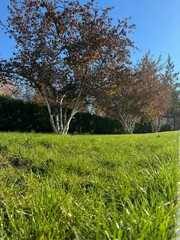 A serene outdoor scene featuring lush green grass and a row of small trees with autumn-colored leaves, under a clear blue sky. The photo captures the calm atmosphere of a sunny day in a park or garden