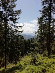 A picturesque mountain forest landscape with tall pine trees, lush greenery, and a clear blue sky dotted with white clouds. The distant mountain ridges add depth and serenity to the scenic view.
