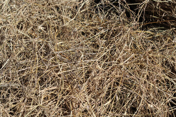 Dry brown grass hay close-up abstract background texture