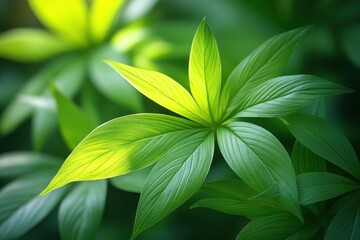 Obraz premium Green Leaves Close-Up Minimalist Style Natural Lighting Fiddle Fig Plant Indoor Decor